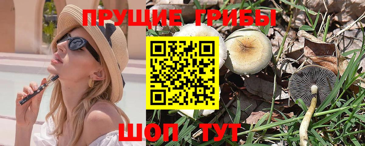 Галлюциногенные грибы Psilocybe Калининград